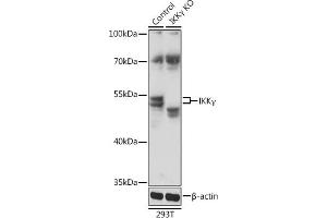 Western blot analysis of extracts from normal (control) and IKKγ knockout (KO) 293T cells, using IKKγ antibody (ABIN6130478, ABIN6142284, ABIN6142286 and ABIN7101404) at 1:1000 dilution. (IKBKG anticorps  (AA 1-419))