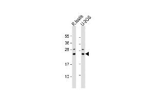 All lanes : Anti-PSMB9 Antibody (CTerm) at 1:2000 dilution Lane 1: rat testis lysate Lane 2: U-2OS whole cell lysate Lysates/proteins at 20 μg per lane.
