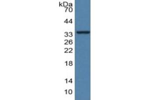 Rabbit Detection antibody from the kit in WB with Positive Control: Human Serum. (GDF15 Kit CLIA)