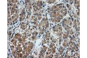 Image no. 5 for anti-Lipase, Endothelial (LIPG) antibody (ABIN1499165) (LIPG anticorps)