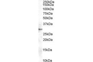 Western Blotting (WB) image for anti-Dimethylarginine Dimethylaminohydrolase 2 (DDAH2) (AA 273-285) antibody (ABIN296910) (DDAH2 anticorps  (AA 273-285))