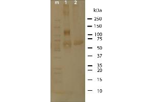 Western Blot analysis of ABIN1047989 purity. (Osteopontin Protéine)