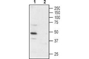 Western blot analysis of rat DRG: - 1.