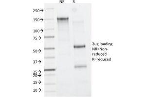 SDS-PAGE Analysis of Purified, BSA-Free CD11b Antibody (clone M1/70). (CD11b anticorps)