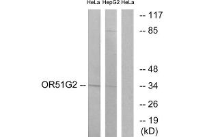 Western blot analysis of extracts from HeLa cells and HepG2 cells, using OR51G2 antibody. (OR51G2 anticorps  (Internal Region))
