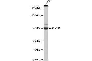 Western blot analysis of extracts of HeLa cells, using STXBP1 Rabbit mAb (ABIN7270689) at 1:1000 dilution. (STXBP1 anticorps)