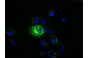 Immunofluorescence (IF) image for anti-Membrane Protein, Palmitoylated 3 (MAGUK P55 Subfamily Member 3) (MPP3) antibody (ABIN1499548) (MPP3 anticorps)