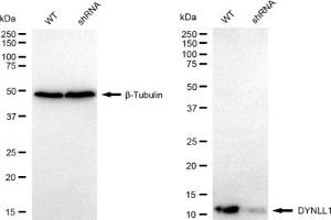 Western blotting analysis using DYNLL1 antibody (ABIN7798403).