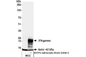 Western Blotting (WB) image for anti-Interferon gamma (IFNG) (AA 23-166) antibody (ABIN7795707)