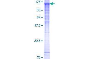 SDS-PAGE (SDS) image for Sorting Nexin 19 (SNX19) (AA 1-803) protein (GST tag) (ABIN1320877)