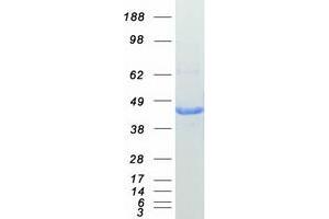 Validation with Western Blot