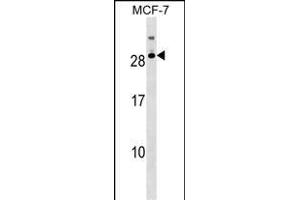 RNASE11 Antibody (Center) (ABIN1538568 and ABIN2849376) western blot analysis in MCF-7 cell line lysates (35 μg/lane). (RNASE11 anticorps  (AA 68-95))