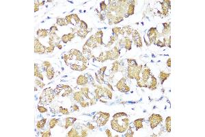 Immunohistochemistry of paraffin-embedded Human stomach using XBP1s antibody (ABIN7271399) at dilution of 1:100 (40x lens). (XBP1 anticorps  (AA 300-376))