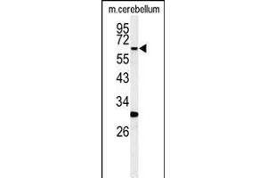 Western blot analysis of hRIPK3- (ABIN392275 and ABIN2841945) in mouse cerebellum tissue lysates (35 μg/lane).