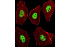 Fluorescent image of A549 cells stained with XAF1 Mouse Stk11 Antibody (C-term) (ABIN1537264 and ABIN2848945).