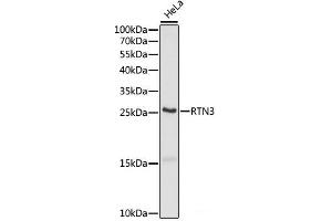 Western blot analysis of extracts of HeLa cells using RTN3 Polyclonal Antibody at dilution of 1:1000. (Reticulon 3 anticorps)
