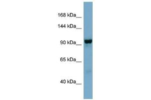 NDST4 antibody used at 1 ug/ml to detect target protein. (NDST4 anticorps)