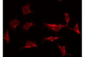 ABIN6268788 staining HeLa by IF/ICC. (Caspase 9 anticorps  (Cleaved-Asp353))
