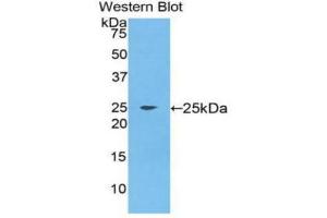 Western Blotting (WB) image for anti-Fibroblast Growth Factor 9 (FGF-9) (AA 1-208) antibody (ABIN1858877)