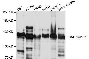 Western blot analysis of extract of various cells, using CACNA2D3 antibody. (CACNA2D3 anticorps)