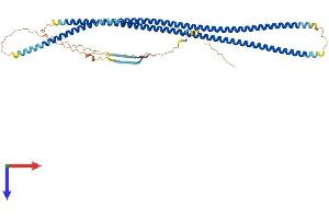 AlphaFold protein structure predicition of Human Recombinant PRPH Protein, UniprotID P41219