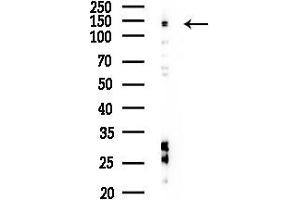 anti-PAS Domain Containing Serine/threonine Kinase (PASK) (C-Term) antibody