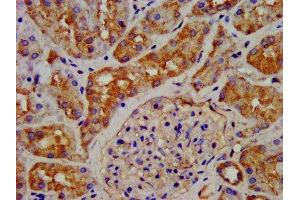 IHC image of ABIN7154525 diluted at 1:200 and staining in paraffin-embedded human kidney tissue performed on a Leica BondTM system. (GHRHR anticorps  (AA 23-127))