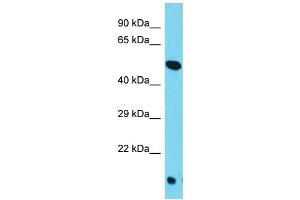 Host: Rabbit Target Name: TOR4A Sample Type: HepG2 Whole Cell lysates Antibody Dilution: 1. (TOR4A anticorps  (C-Term))