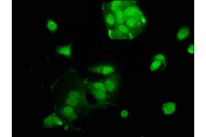 Immunofluorescence staining of MCF-7 cells with ABIN7175085 at 1:100, counter-stained with DAPI. (USF2 anticorps  (AA 21-162))