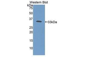Western Blotting (WB) image for anti-Haptoglobin (HP) (AA 70-332) antibody (ABIN3207779) (Haptoglobin anticorps  (AA 70-332))