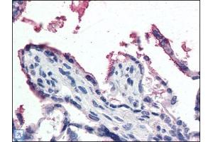 Human Placenta (formalin-fixed, paraffin-embedded) stained with GPX3at 5 µg/ml followed by biotinylated anti-goat IgG secondary antibody, alkaline phosphatase-streptavidin and chromogen. (GPX3 anticorps  (Internal Region))