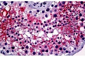 Anti-ACE-2 antibody IHC staining of human testis. (ACE2 anticorps  (Internal Region))