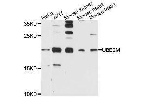 Western blot analysis of extracts of various cell lines, using UBE2M antibody (ABIN5995744) at 1/1000 dilution. (UBE2M anticorps)