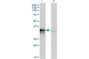 Western Blotting (WB) image for anti-Mitochondrial Ribosomal Protein L1 (MRPL1) (AA 1-304) antibody (ABIN961358) (MRPL1 anticorps  (AA 1-304))