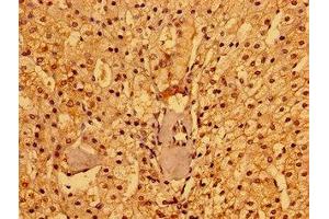 Immunohistochemistry of paraffin-embedded human adrenal gland tissue using ABIN7165690 at dilution of 1:100 (PACSIN3 anticorps  (AA 1-300))