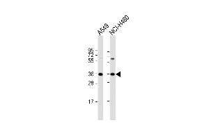 All lanes : Anti-CTGF Antibody (C-term) at 1:1000 dilution Lane 1: A549 whole cell lysate Lane 2: NCI- whole cell lysate Lysates/proteins at 20 μg per lane.