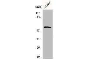 Western Blot analysis of COLO205 cells using GPR176 Polyclonal Antibody (GPR176 anticorps  (C-Term))