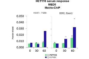 Quiescent human colon carcinoma HCT116 cultures were treated with 10% FBS for three time points (0, 15, 30min) or (0, 30, 60min) were used in Matrix-ChIP and real-time PCR assays at EGR1 gene (Exon1) and 15kb upstream site. (MED6 anticorps  (Middle Region))