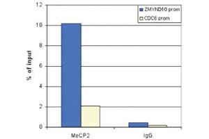 Chromatin Immunoprecipitation Anti-MeCP2 antibody Chromatin Immunoprecipitation performed with rabbit Anti-MeCP2 antibody.