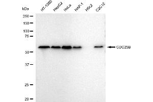 anti-Cell Division Cycle 25 Homolog B (S. Pombe) (CDC25B) antibody