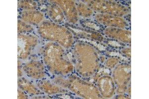 Used in DAB staining on fromalin fixed paraffin- embedded kidney tissue (Myosin IA anticorps  (AA 781-1043))