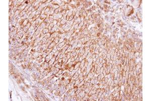IHC-P Image Immunohistochemical analysis of paraffin-embedded human adrenal gland, using SCAMP3, antibody at 1:100 dilution. (SCAMP3 anticorps)