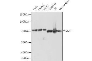 Western blot analysis of extracts of various cell lines, using DLAT Rabbit mAb (ABIN7266767) at 1:1000 dilution. (DLAT anticorps)