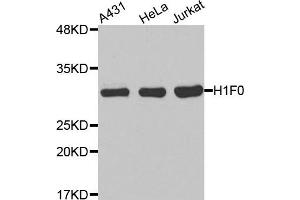 Western Blotting (WB) image for anti-H1 Histone Family, Member 0 (H1F0) antibody (ABIN1872929) (Histone H1 anticorps)