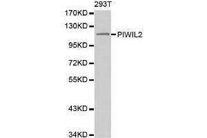 Western blot analysis of extracts of 293T cell line, using PIWIL2 antibody. (PIWIL2 anticorps)