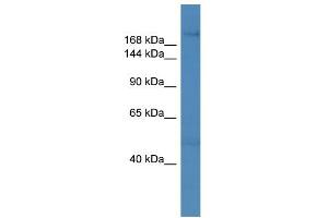 WB Suggested Anti-ZNF142 Antibody Titration: 0. (ZNF142 anticorps  (C-Term))