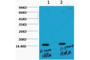 Western Blot (WB) analysis of HeLa, diluted at 1) 1:1000, 2) 1:5000. (Histone 3 anticorps  (H3K36me3))