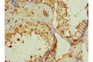 Immunohistochemistry of paraffin-embedded human testis tissue using ABIN7146098 at dilution of 1:100