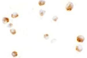 Immunocytochemistry of KPNA5 in EL4 cells with KPNA5 antibody at 5 ug/mL.