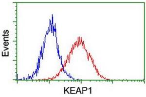 Image no. 4 for anti-Kelch-Like ECH-Associated Protein 1 (KEAP1) antibody (ABIN1499016)